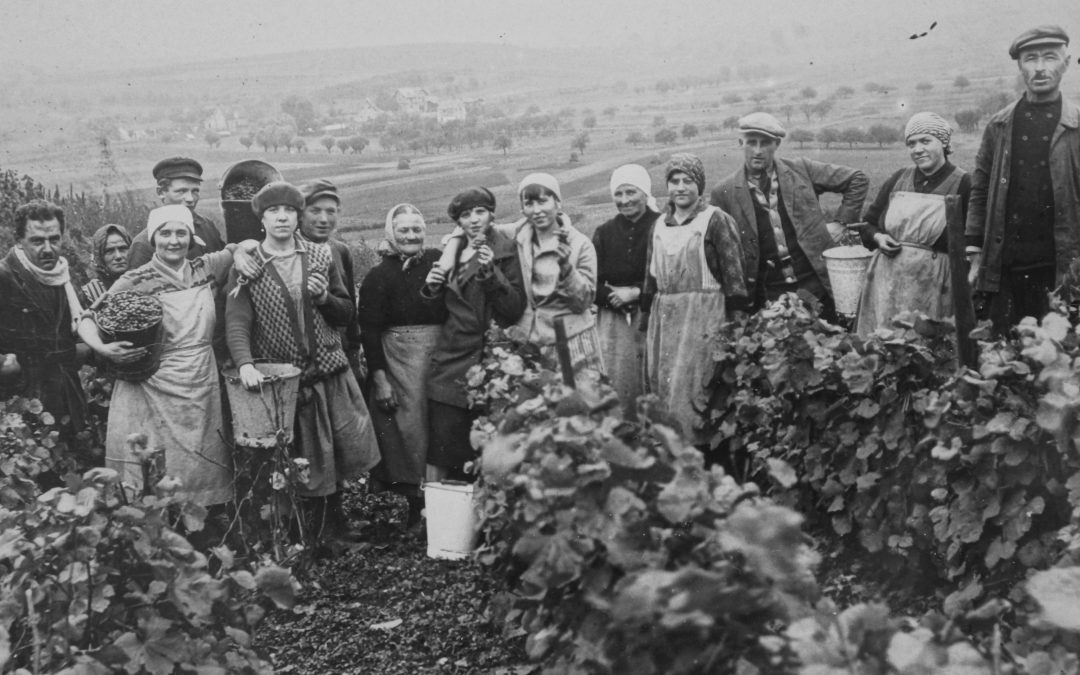 Weinbau in Harxheim – Weinlese in früheren Zeiten