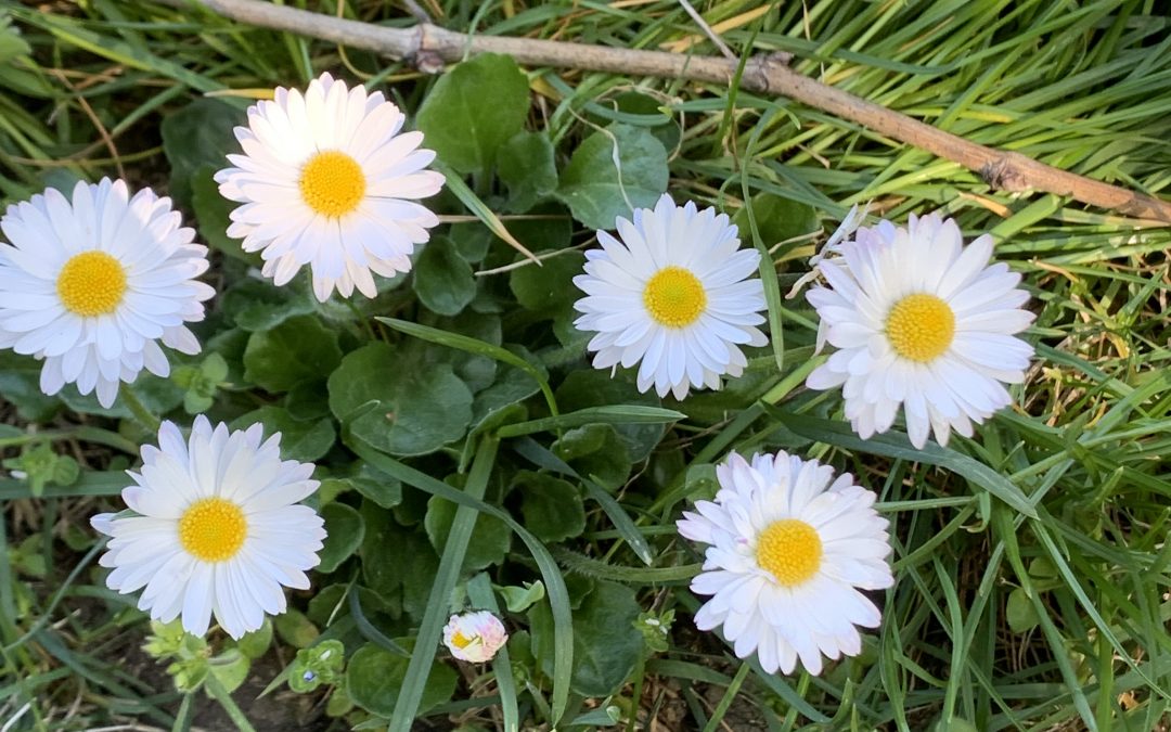 Daisies