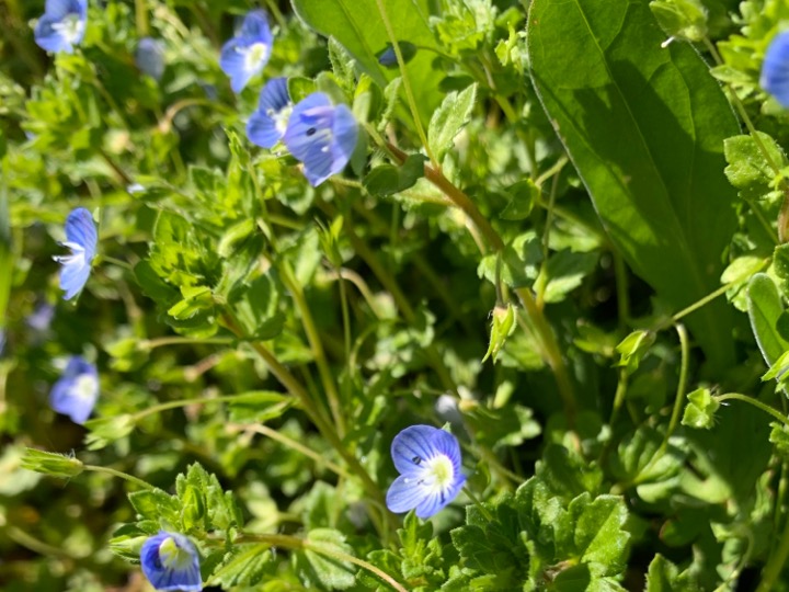 Speedwell / Veronica