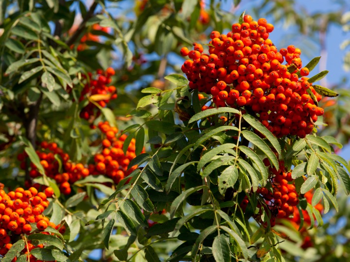 Mountain ash