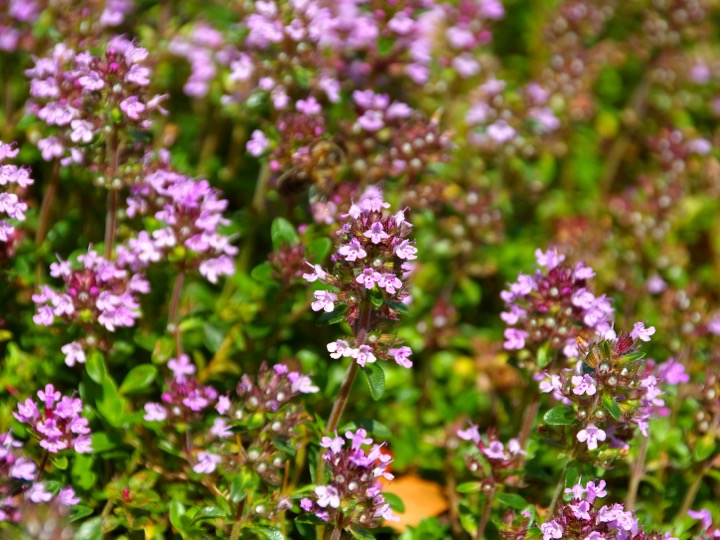 Field thyme