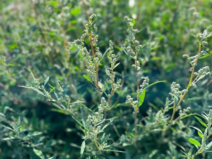 White goosefoot