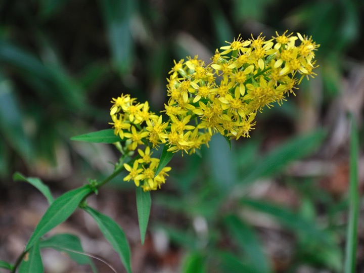 Goldenrod