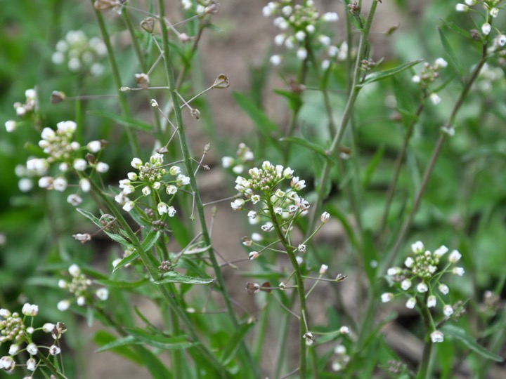 Shepherd’s purse