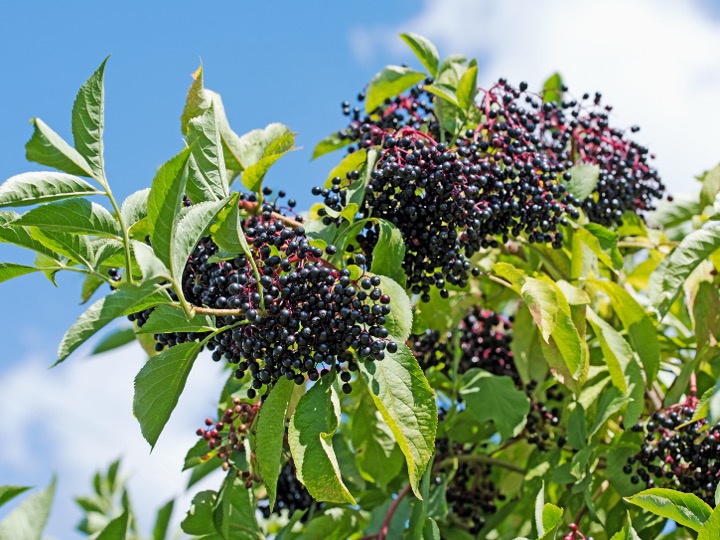 Elderberry