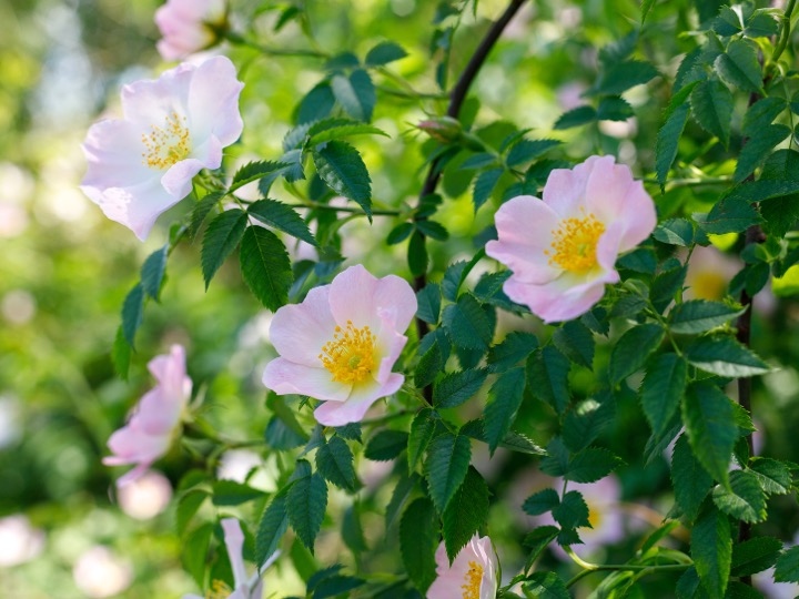 Dog Rose