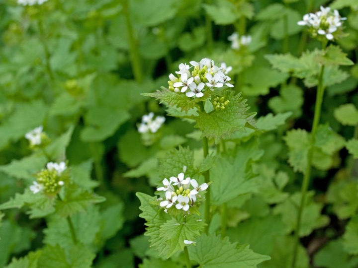 Garlic rocket