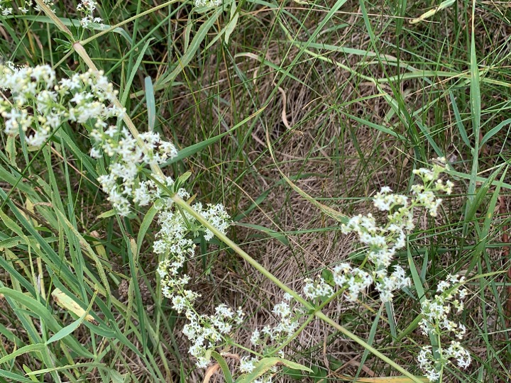 Bedstraw