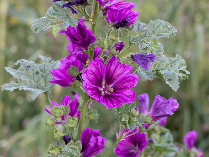 Wild mallow