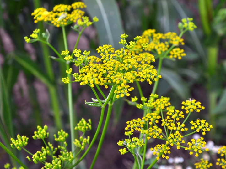 Wild parsnip