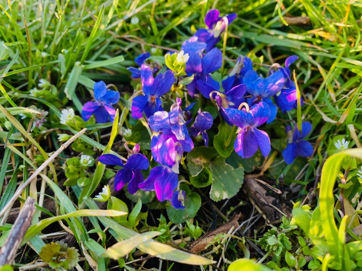 Fragrant violet