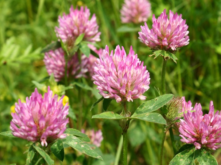 Red clover