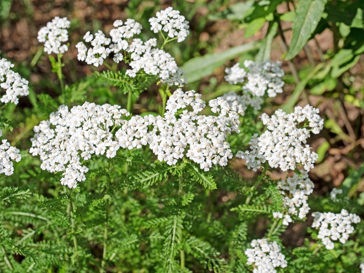 Yarrow