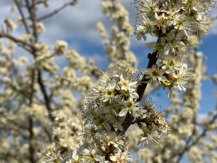 Blackthorn