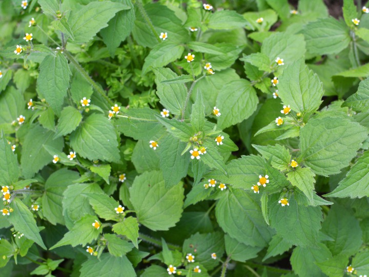 Galinsoga parviflora