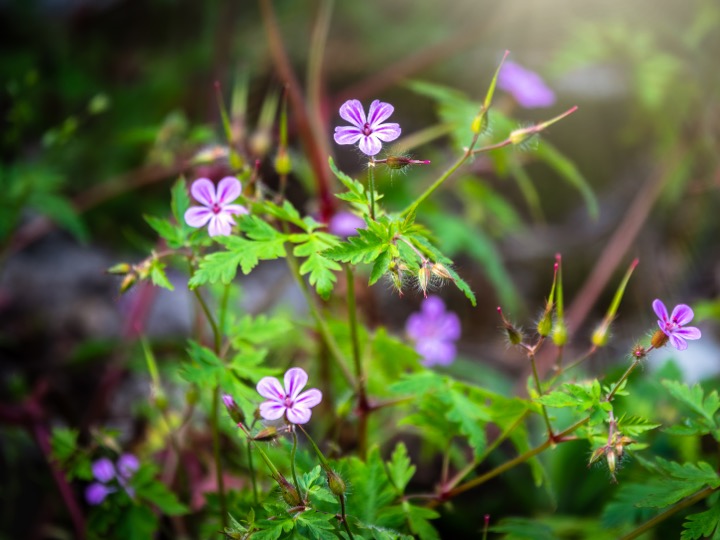 Géranium robertianum