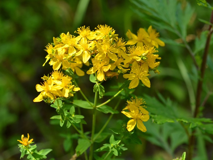 St. John’s wort