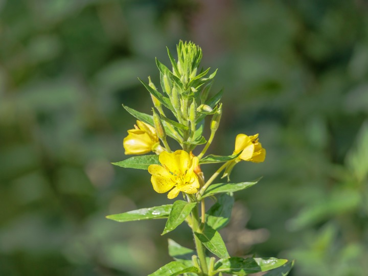 Evening Primrose