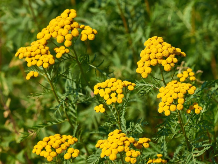 Tansy