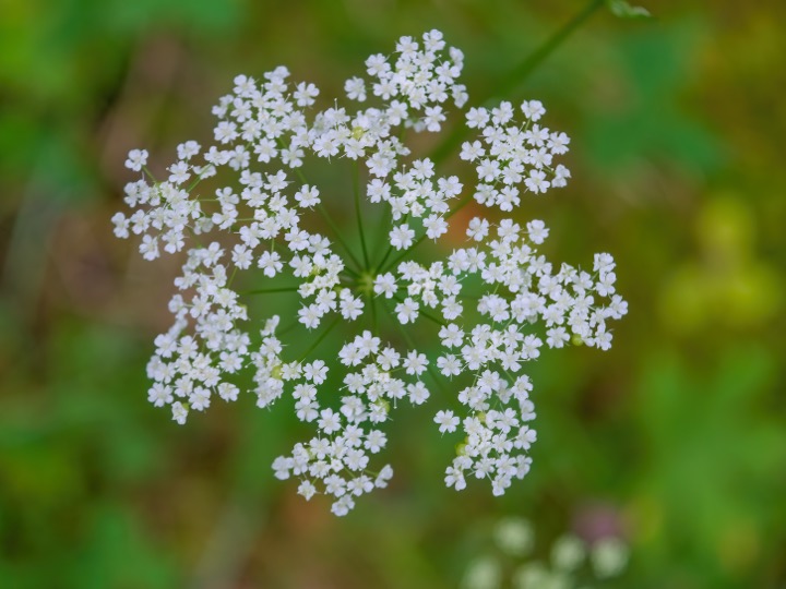 Lesser burnet saxifrage