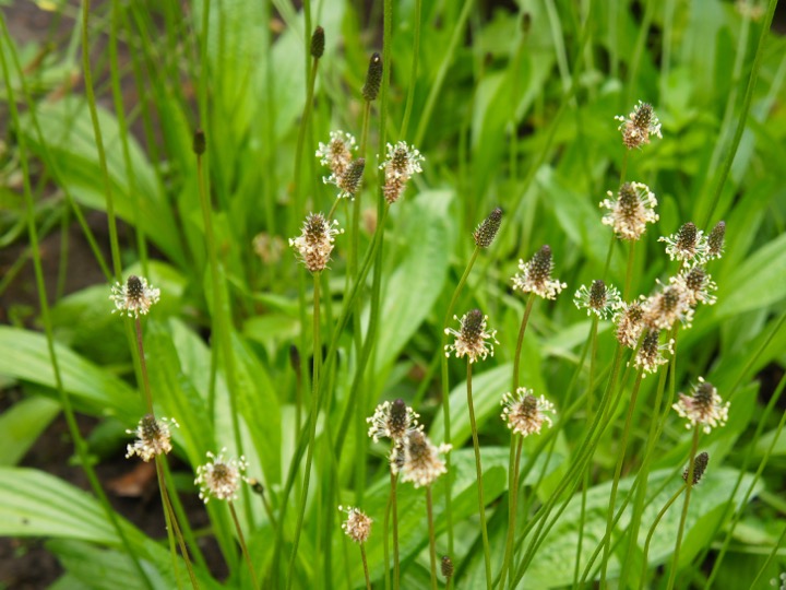 Plantain lancéolé