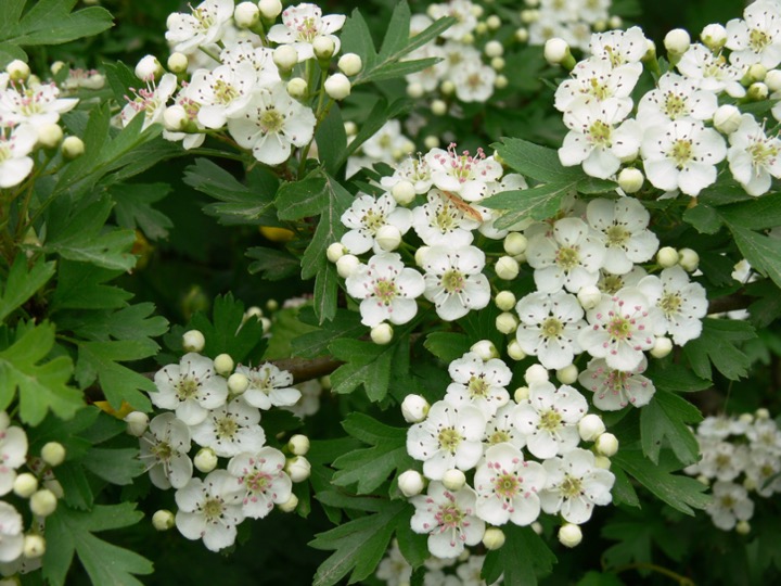 Hawthorn