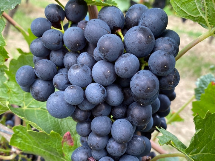 Pinot noir